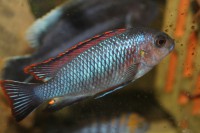 /album/fotogaljerjeja/chilumba-trofeops-samets-jpg/